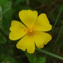 Halimium lasianthum (Lam.) Spach subsp. alyssoides (Lam.) GreuterHalimium lasianthum (Lam.) Spach subsp. alyssoides (Lam.) Greuter