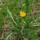 Sonchus asper (L.) HillSonchus asper (L.) Hill