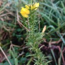 Ulex gallii Planch. subsp. galliiUlex gallii Planch. subsp. gallii