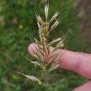 Helictochloa marginata (Lowe) Romero ZarcoHelictochloa marginata (Lowe) Romero Zarco