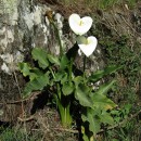 Zantedeschia aethiopica (L.) Spreng.Zantedeschia aethiopica (L.) Spreng.