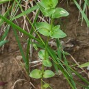 Lysimachia arvensis (L.) U.Manns & Anderb.Lysimachia arvensis (L.) U.Manns & Anderb.