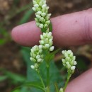 Persicaria maculosa GrayPersicaria maculosa Gray