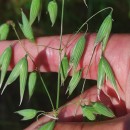 Avena sativa L.Avena sativa L.