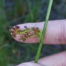 Juncus effusus L.Juncus effusus L.