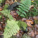 Dryopteris dilatata (Hoffm.) A. GrayDryopteris dilatata (Hoffm.) A. Gray