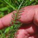 Achillea millefolium L.Achillea millefolium L.