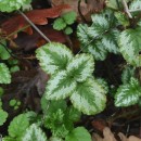 Lamium galeobdolon (L.) Crantz subsp. argentatum (Smejkal) J.Duvign.Lamium galeobdolon (L.) Crantz subsp. argentatum (Smejkal) J.Duvign.