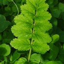 Erodium moschatum (L.) L’Her.Erodium moschatum (L.) L’Her.