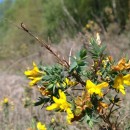 Genista berberidea LangeGenista berberidea Lange