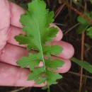 Coincya monensis (L.) Greuter & Burdet subsp. cheiranthos (Vill.) Aedo, Leadlay & Muñoz Garm.Coincya monensis (L.) Greuter & Burdet subsp. cheiranthos (Vill.) Aedo, Leadlay & Muñoz Garm.