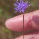 Jasione montana L.Jasione montana L.