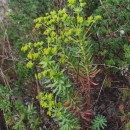 Euphorbia portlandica L.Euphorbia portlandica L.