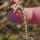 Erica tetralix L.Erica tetralix L.