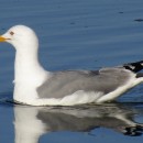 Larus michahellis Naumann, 1840Larus michahellis Naumann, 1840