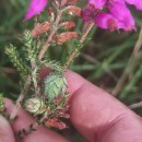 Dasineura broteri (Tavares, 1901)Dasineura broteri (Tavares, 1901)