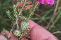 Dasineura broteri (Tavares, 1901)Dasineura broteri (Tavares, 1901)