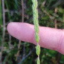 Koeleria rodriguez-graciae Quintanar & Castrov.Koeleria rodriguez-graciae Quintanar & Castrov.