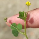 Medicago lupulina L.Medicago lupulina L.
