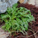 Rumex rupestris Le GallRumex rupestris Le Gall