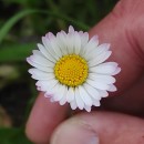 Bellis perennis L.Bellis perennis L.