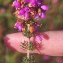 Erica cinerea L.Erica cinerea L.