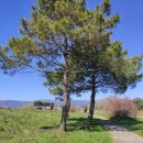 Pinus pinaster AitonPinus pinaster Aiton
