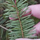 Pseudotsuga menziesii (Mirb.) FrancoPseudotsuga menziesii (Mirb.) Franco