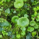 Umbilicus rupestris (Salisb.) DandyUmbilicus rupestris (Salisb.) Dandy