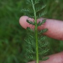 Achillea millefolium L.Achillea millefolium L.