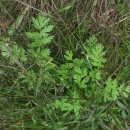Chaerophyllum temulum L.Chaerophyllum temulum L.