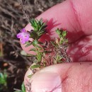 Thymus caespititius Brot.Thymus caespititius Brot.