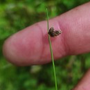 Isolepis cernua (Vahl) Roem. & Schult.Isolepis cernua (Vahl) Roem. & Schult.