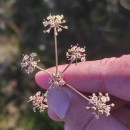 Peucedanum lancifolium LangePeucedanum lancifolium Lange