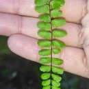 Asplenium trichomanes L. subsp. quadrivalens D.E. Mey.Asplenium trichomanes L. subsp. quadrivalens D.E. Mey.