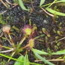 Drosera rotundifolia L.Drosera rotundifolia L.