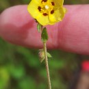 Tuberaria guttata (L.) Fourr.Tuberaria guttata (L.) Fourr.