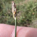 Eleocharis multicaulis (Sm.) Desv.Eleocharis multicaulis (Sm.) Desv.
