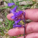 Hyacinthoides non-scripta (L.) Chouard ex Rothm.Hyacinthoides non-scripta (L.) Chouard ex Rothm.