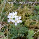 Hornungia alpina (L.) O.AppelHornungia alpina (L.) O.Appel