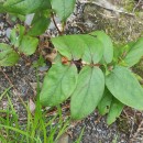 Hypericum androsaemum L.Hypericum androsaemum L.