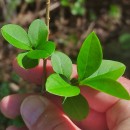 Ligustrum ovalifolium Hassk.Ligustrum ovalifolium Hassk.