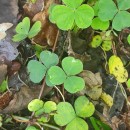 Oxalis acetosella L.Oxalis acetosella L.