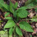 Pentaglottis sempervirens (L.) Tausch ex L.H. BaileyPentaglottis sempervirens (L.) Tausch ex L.H. Bailey