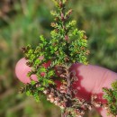 Calluna vulgaris (L.) HullCalluna vulgaris (L.) Hull