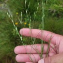 Juncus bufonius L.Juncus bufonius L.
