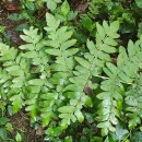 Osmunda regalis L.Osmunda regalis L.