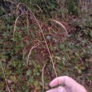 Deschampsia cespitosa (L.) P.Beauv.Deschampsia cespitosa (L.) P.Beauv.