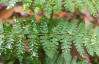 Dryopteris x ronald-vianensis .Dryopteris x ronald-vianensis .