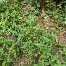 Silene sp. L.Silene sp. L.